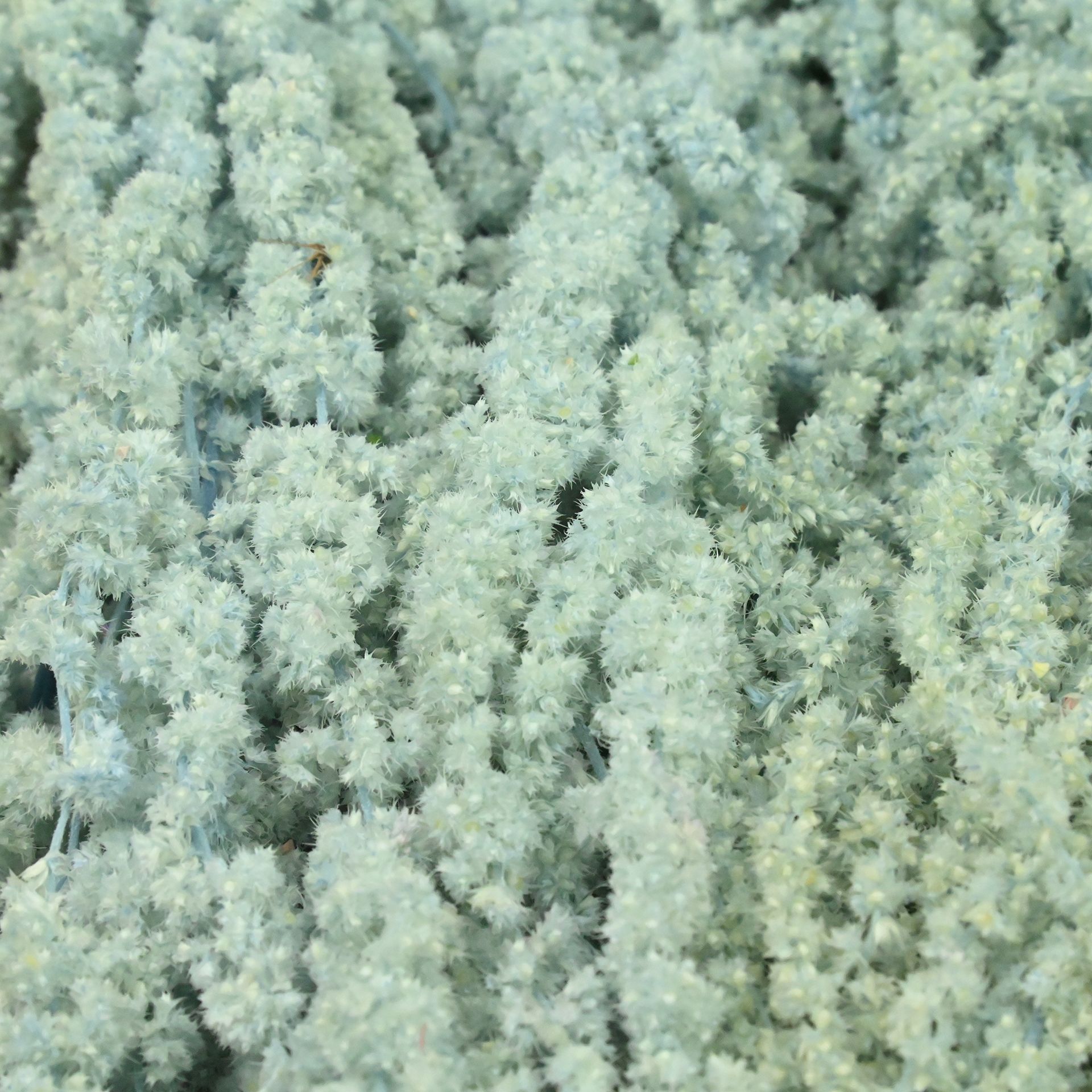 Flores fantasmas colgantes de arroz flor inmortal Juliet Amantes lágrimas colgantes de flores de decoración de bodas flores verdaderas