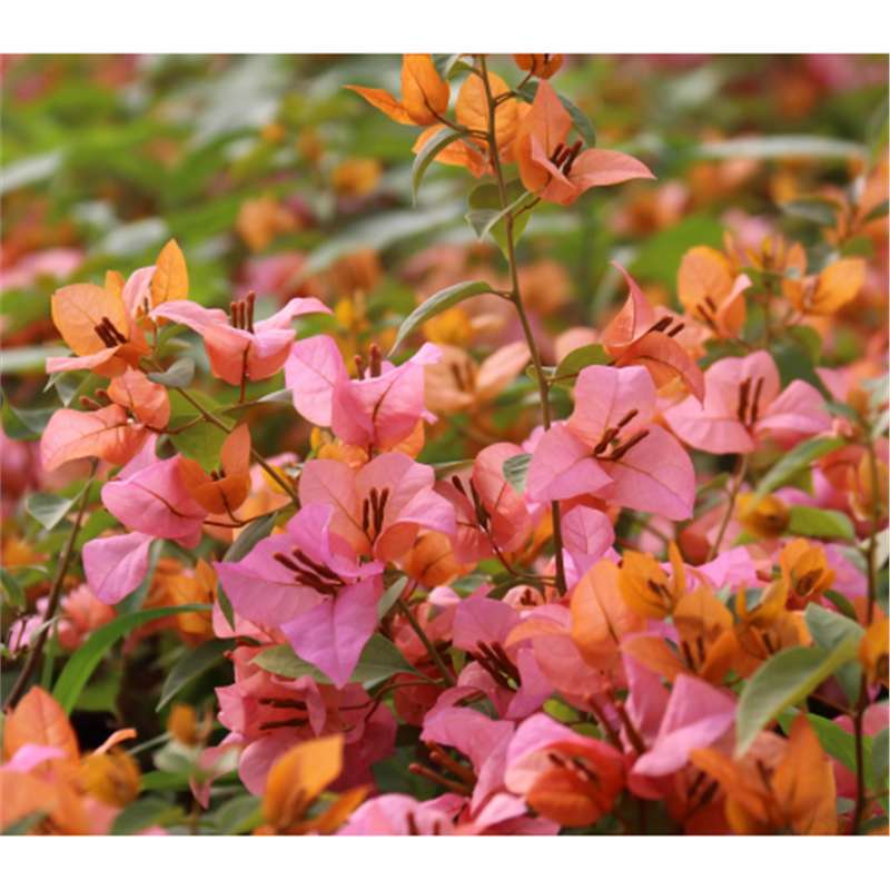 9.9 Flores frecuentes variedades de ciruela triangular en maceta jardín de plántulas es bueno para alimentar las plantas de vid de flores image 32