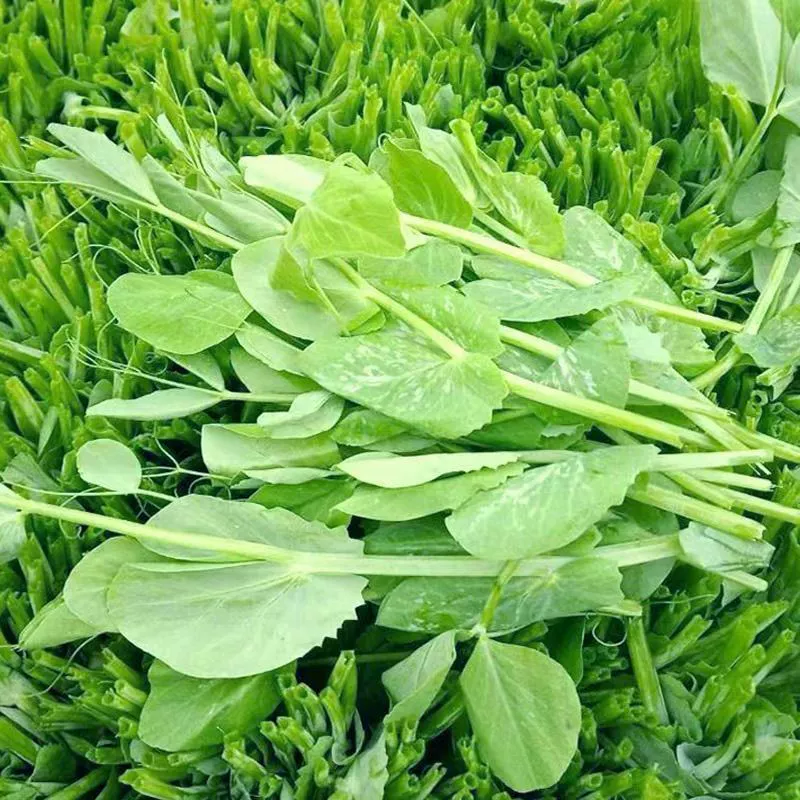 Семена крупнолистовых зеленых горошковых ростков для выращивания овощей без теплицы, специальные семена горошковых кончиков для многопосевного выращивания.