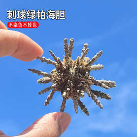天然海胆壳标本贝壳海螺海胆 工艺品批发绿海胆稀有 装饰收藏家居