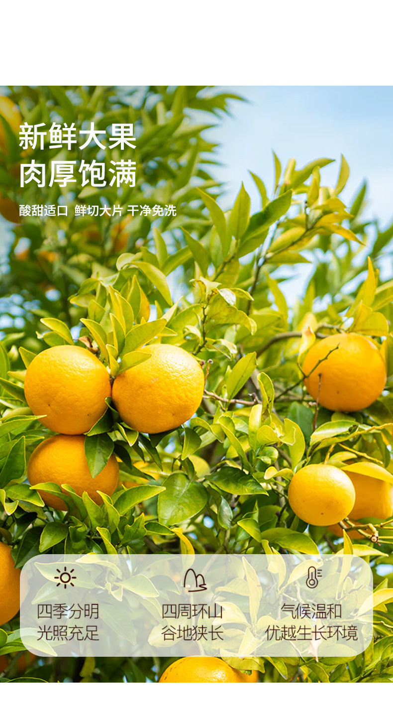 Freeze-Dried Lemon Slices Ning Meng Pian 60g Jar Herbal Tea for Hot or Cold Brew quality and texture