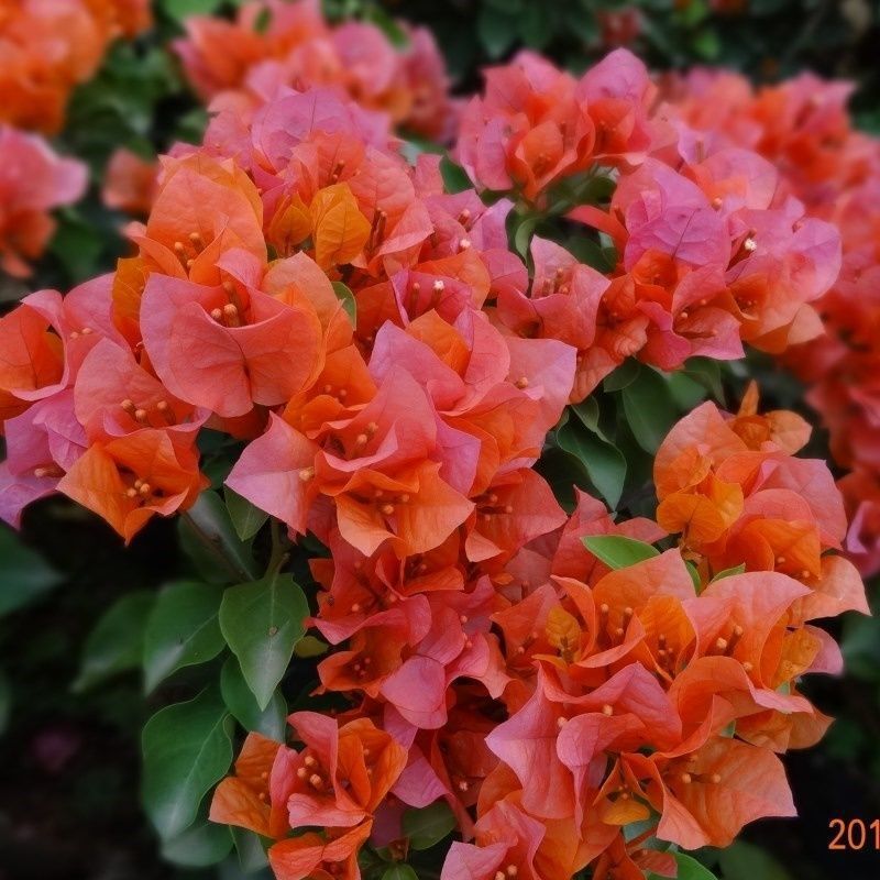 Qinhuahibiscus 老根耐寒性つる植物八重咲き四季開花鉢植え中庭観賞花バルコニー|undefined