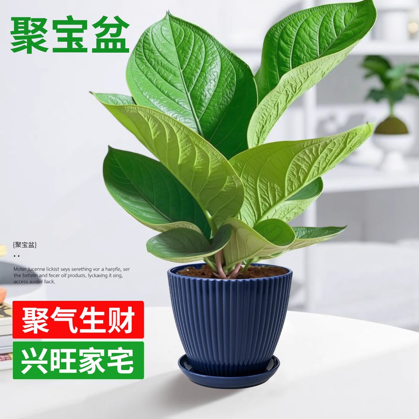 【大盆】聚宝盆+简约蓝色盆