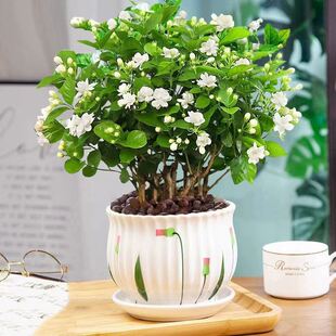 �������������Ԏ������d�ӻ���ֲ���҃�ˮ��Gֲ�������ļ����B