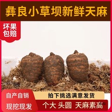 云南昭通新鲜天麻野生《三斤送半斤》小草坝天麻新鲜坏果包赔