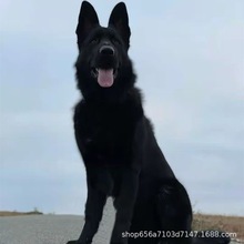 纯种血统东德牧羊犬幼犬活体狗看家护院犬工作犬大型犬血统纯正狗