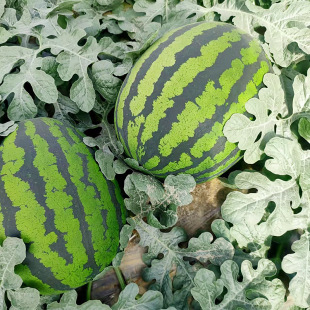 ���r��̖���ϷN��ɳȿ���ͼt�������ϷN�����lԭ�b��Ʒ�Ϲ��N��