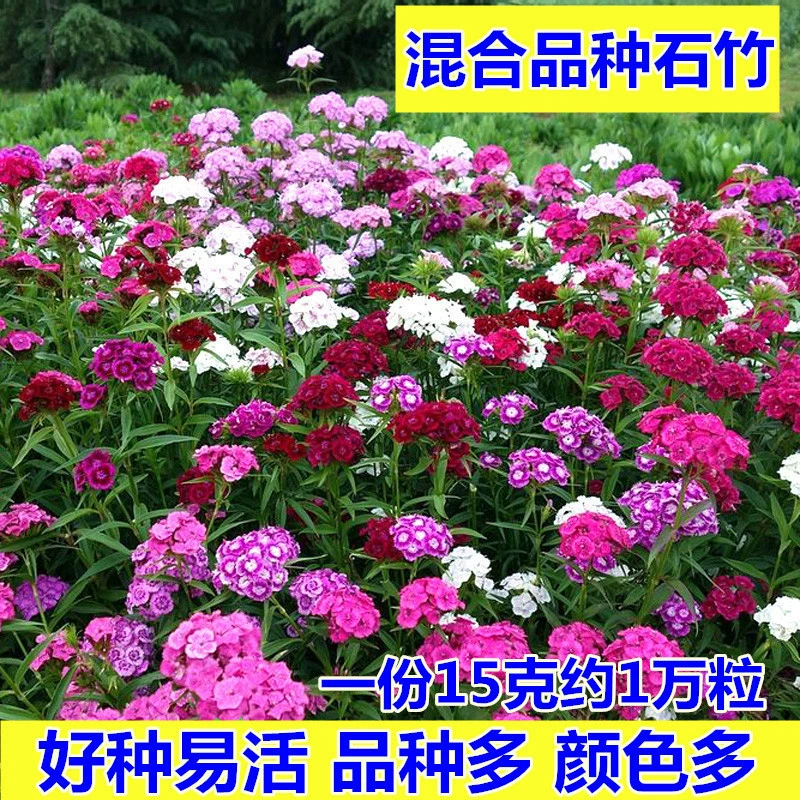 Семена многолетних цветов, уличные травяные цветы, семена низкорослых цветов, семена четырехсезонных цветов гвоздики, семена цветущих цветов во дворе, цветы и растения
