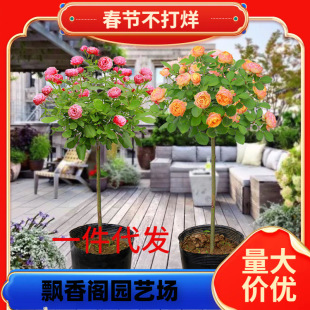 һ�����l�޽Ә���¼������Ϙ�ͥԺ�������԰������°����ǘ���