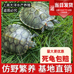 ������С�������w�ش������L�������������Bֳ�����l