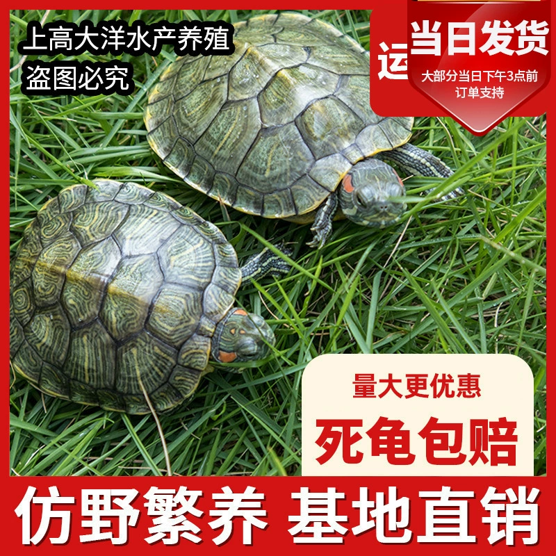 Бразильская черепаха, маленькая черепаха, живая, очень большая черепаха для домашнего животного, долговечная черепаха, черепаха, живая ферма животных, оптовая продажа