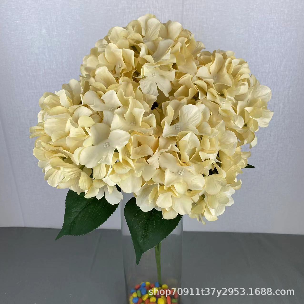 5송이 수국 샴페인 색상