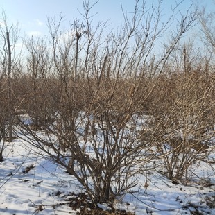 �̶�����{�~�̶��u��t���̶��l������ӿȪ��ڷ�1.8�ס�2.5��