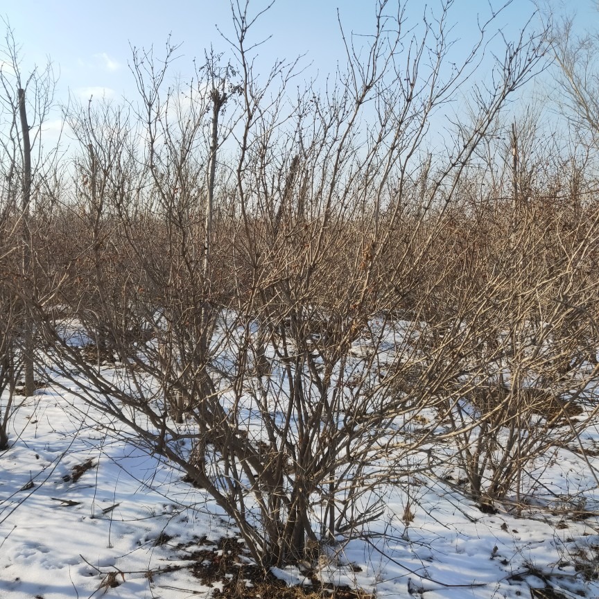 忍冬大堆蓝叶忍冬鸡树红花忍冬条子苗圃涌泉大冠幅1.8米～2.5米
