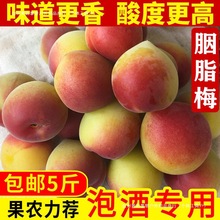 ��÷�r���Fժ��֬÷�ݾƽ�����÷����ϸ�ɽҰ�����r��÷���t÷Ʒ