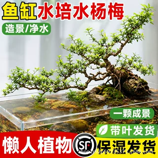 水杨梅老桩水培绿植物鱼缸造景飘枝办公室内客厅装饰水生树竹节草