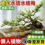 植物水生客厅办公水杨梅