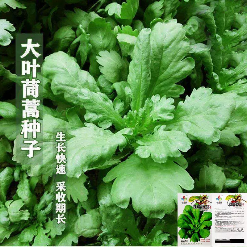 Семена крупнолистовой хризантемы, сезонные овощные семена, четырехсезонный осенне-зимний аромат во дворе, можно сеять в поле, весенние и осенние овощные семена.