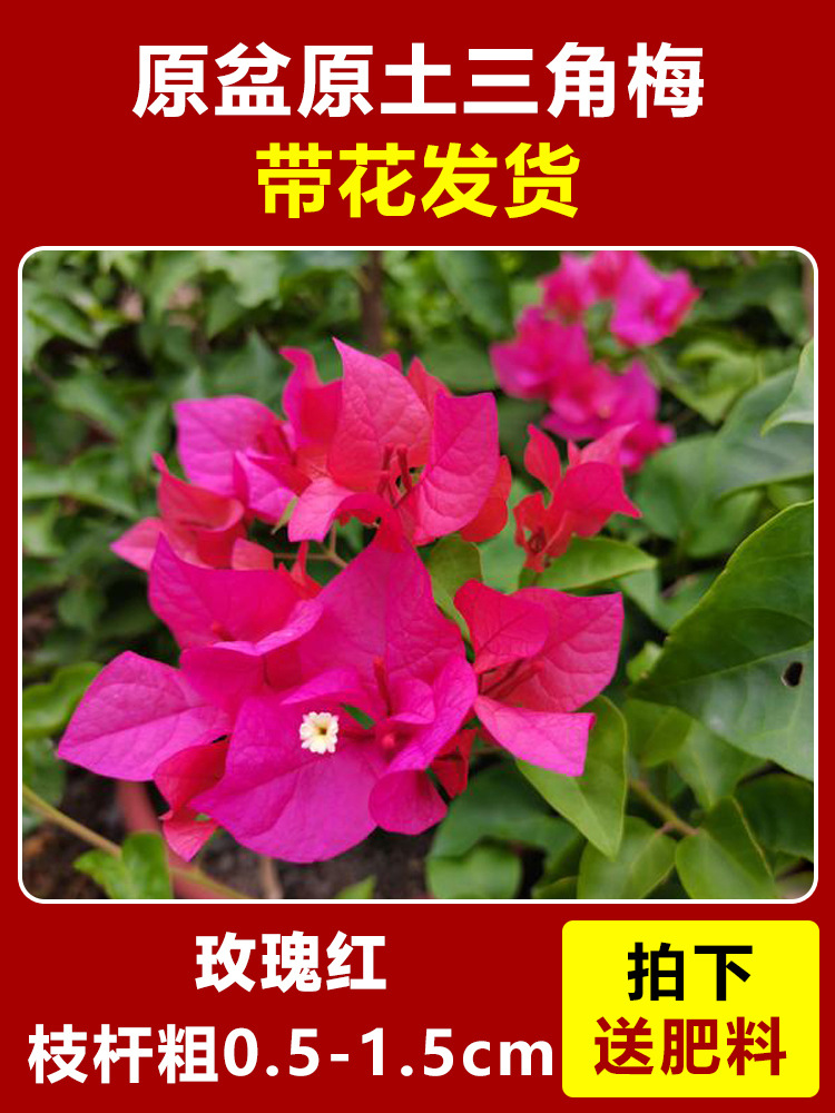 장미빛 붉은색 큰 모종 약 45~50cm [사계절 꽃이 핀다] (꽃이 담긴 원래 화분에 담겨 배송)