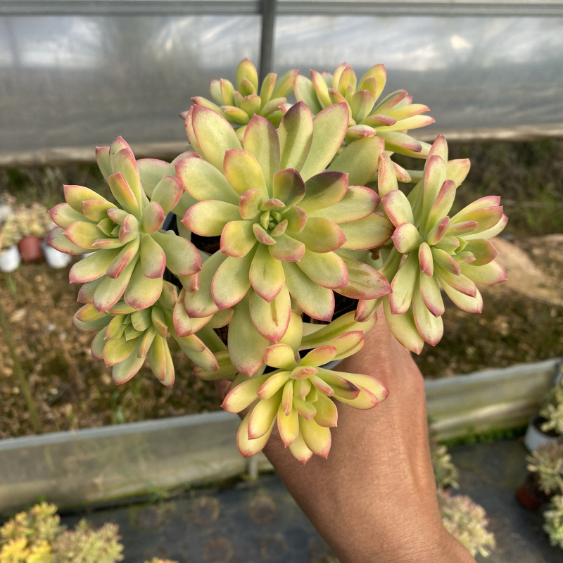 Tinker Bell Brocade 전체 파일 10cm+