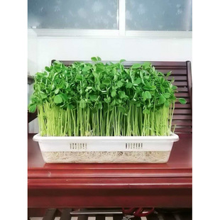 �¿�͸��ˮ��Nֲ�Pѿ��˷Nֲ�胺ͯ�^�쿴��Ҋ�����Lˮ���䶹ѿ