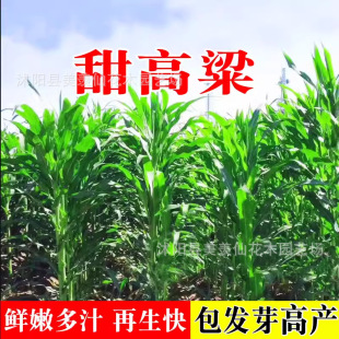 ������N��ι�����ϲ��������������ݷN����ô���ʿ������N��