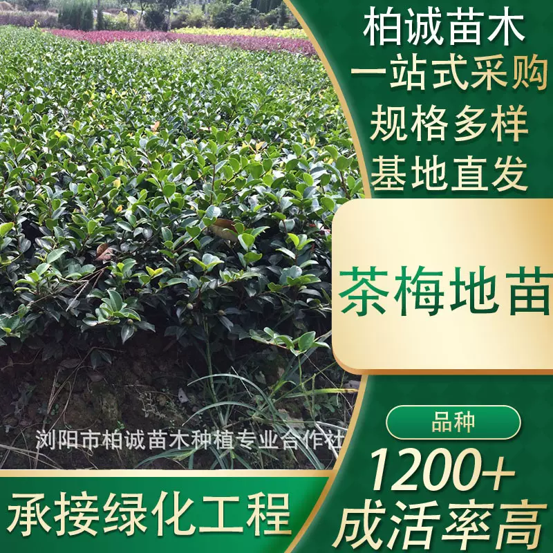 盆栽茶梅小苗批发绿化道路工程苗木规格齐全地被基地植物厂家红色