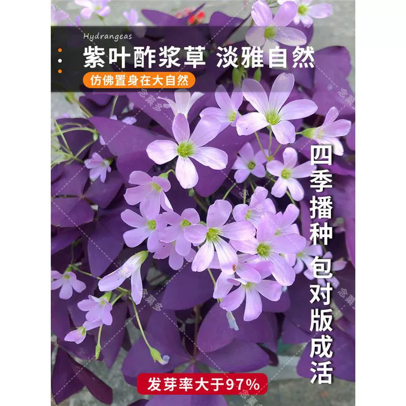 Фиолетовый щавель с семенами соуса травянистые шарики многолетний сафлорус с зелеными растениями в горшках