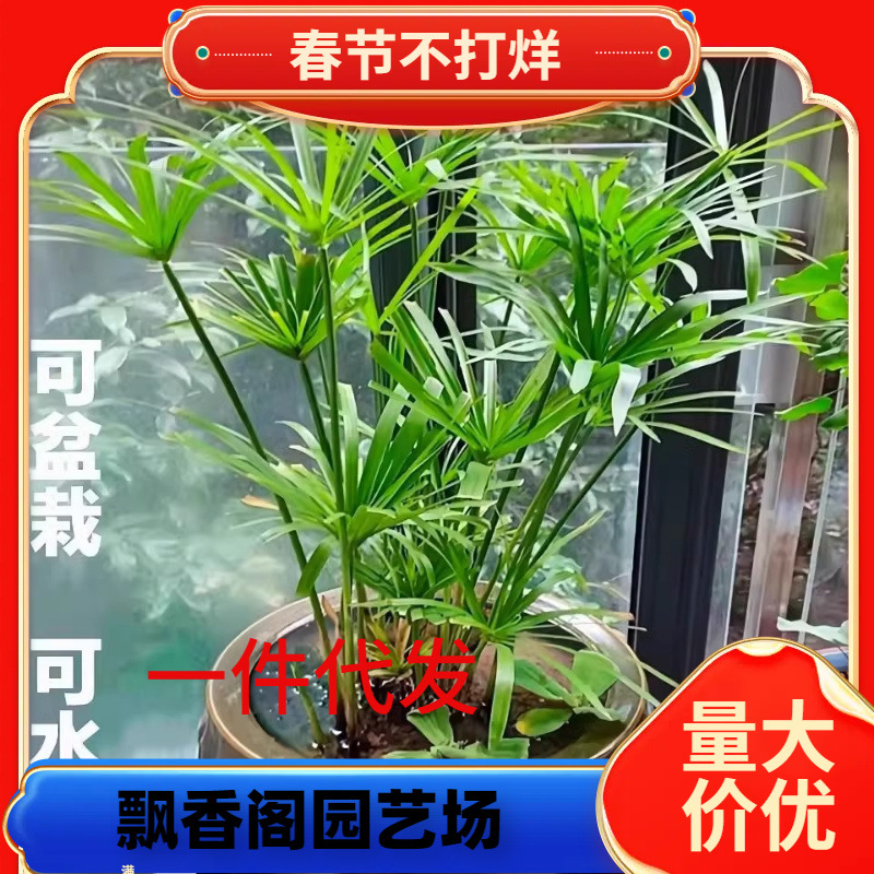一件代发水竹旱伞草水葱萱草香蒲水生植鱼池塘造景庭院净化水质盆