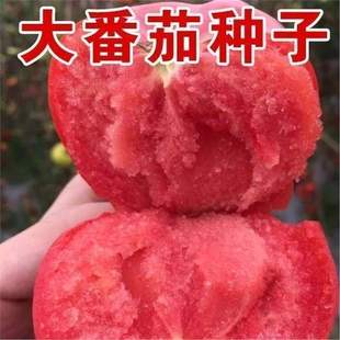 �߮a���ѷN�ӳ��𳬴�t�������t���N�Ӹߜ��߲˹Ϲ��N��