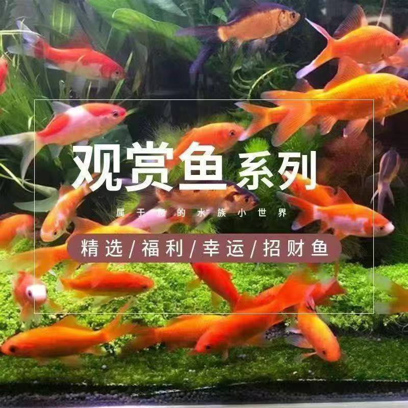 Live Goldfish, Koi Fish, Ornamental Fish, Freshwater Fish, Cold-Water Fish, Small Hardy Goldfish, Red Goldfish