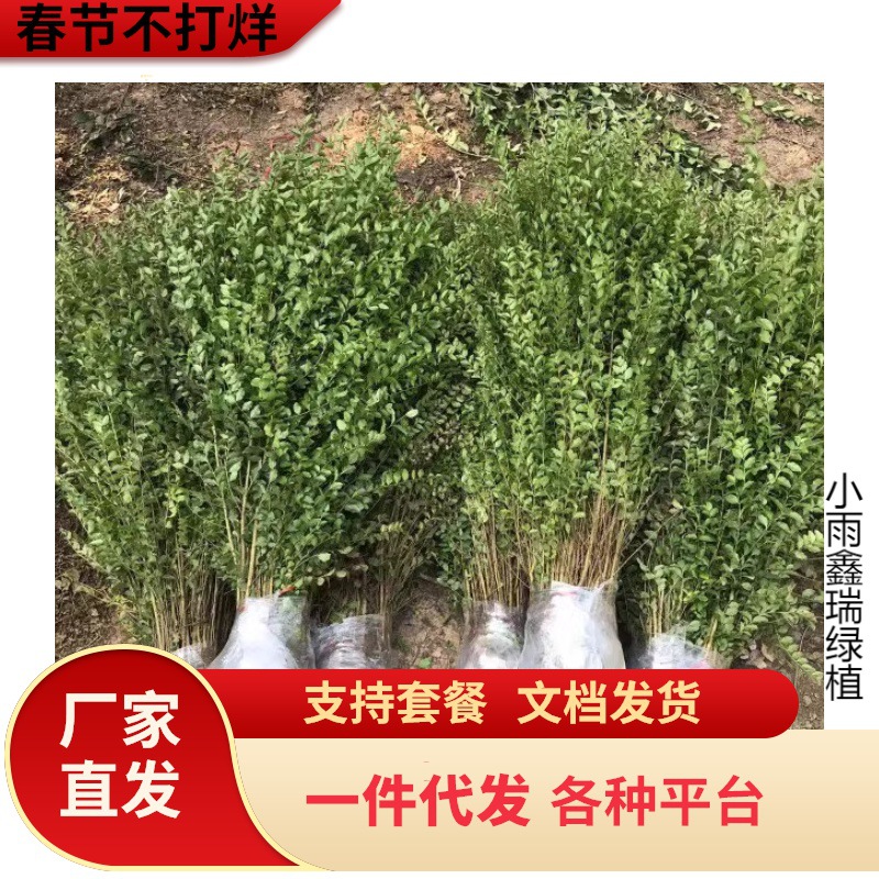 小叶女贞苗水蜡绿化树苗庭院小区耐寒四季常青青叶女贞篱笆苗