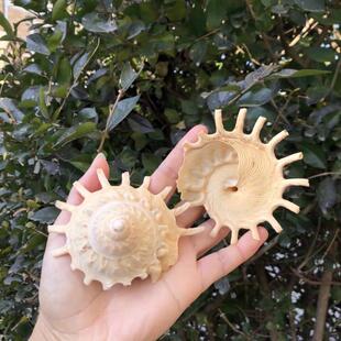 Natural conch shell rotary conch collection fish tank aquarium landscape decoration Marine style creative home decoration