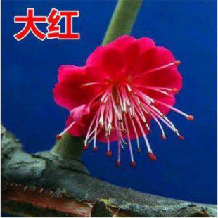 ��÷ԭ��÷�����Դ�����҃����ͺ��G����ɰ�t÷�辰�����D÷�Ϙ�