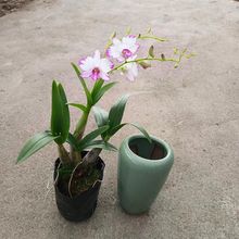 带花 白泼墨石斛 花色漂亮 带盆土发货 室内盆栽兰花盆景