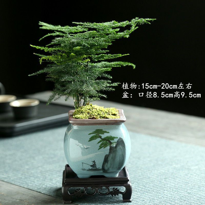 Ge 가마 손으로 그린 소나무 + 아스파라거스 + 사각 트레이