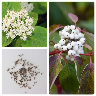 ��ľ�N�Ӳ�ɫ��N�t��ľ�N�ӛ���ľ�t��ɽ���ǵ�·�G���N�у���׼