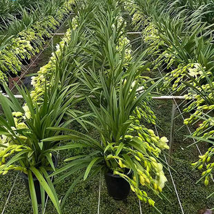 ���� 1�������m ��}�_��������՚�߶��m�� ���ھú��B