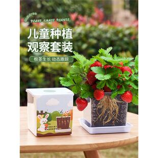 ��ݮ�N�������b��ͯ�NֲС�������տ��P�ɻ��N���ֲ�����ļ��Y��