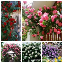 �Nޱ���N�������¼����N��ȫ���_��������Ԯ����ֲ�ﻨ�����^����