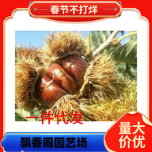 九家板栗苗树嫁接栗子苗良种锥栗苗南北方种植大红袍板地栽果树苗
