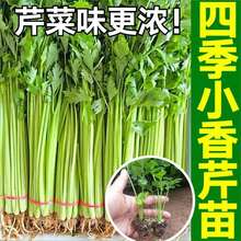 四季小香芹苗秧带土球实心脆嫩皇后西芹种子春秋盆栽高产蔬菜籽