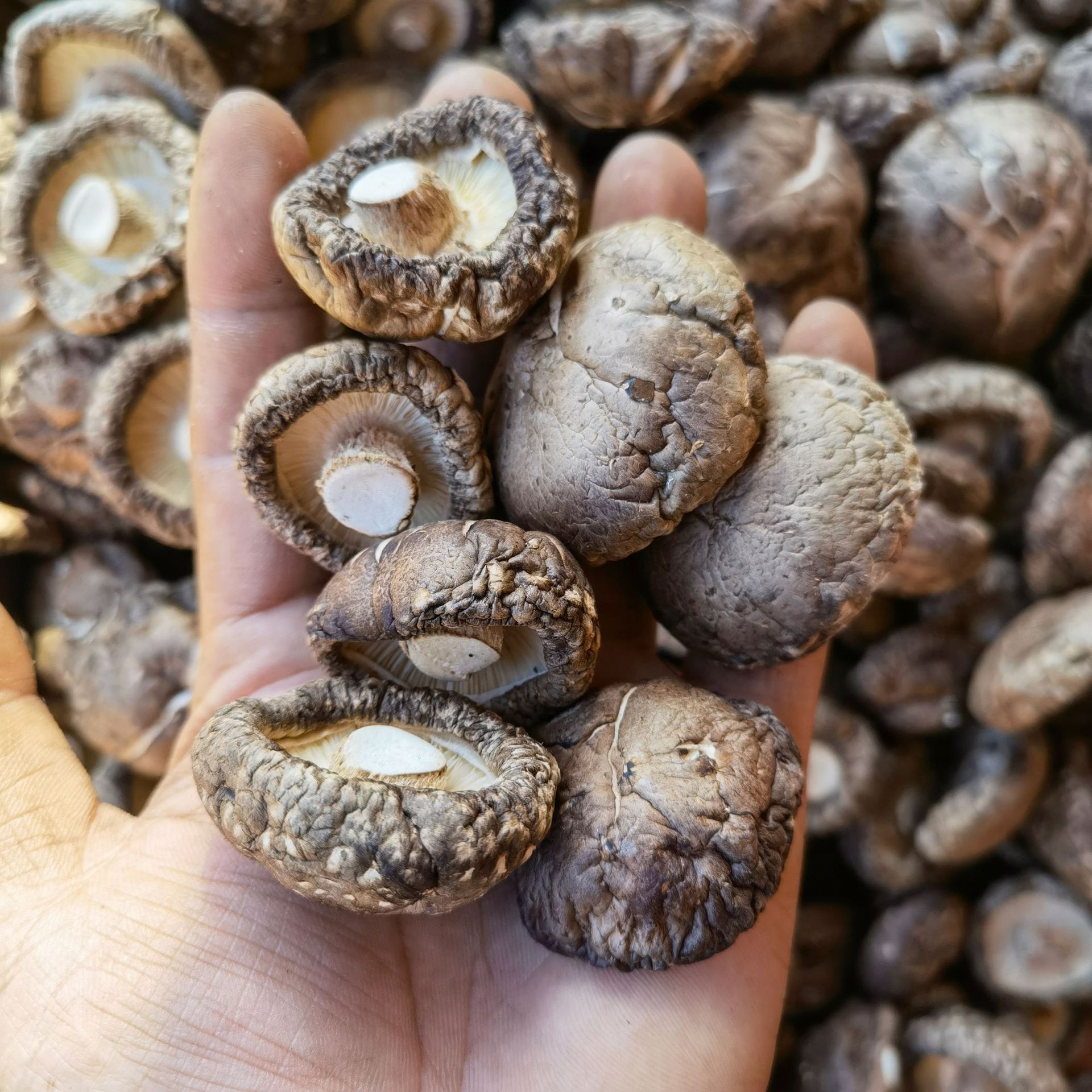 西峡干香菇厚菇新货商用食用菌蘑菇冬菇干货菌菇批发散装产地直发