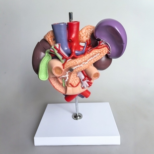 Human Anatomy Model Medical Teaching Model Kidney and Abdominal Aorta Duodenum Pancreatic Spleen Model