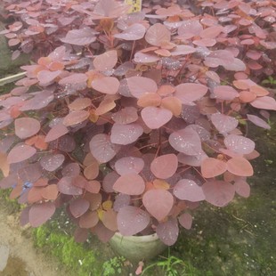 2411B ������� ���\ľ �t���� �t�~����60-70cm�߶�