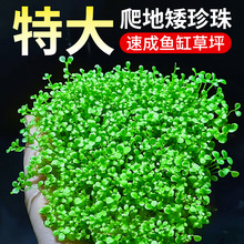 爬地矮珍珠大珍珠趴地鱼缸造景水草植物阴性水族草坪草皮真活草