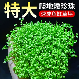 其它水族用品;水族过滤设备;水草及肥料