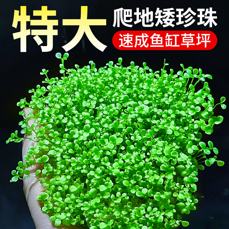 爬地矮珍珠大珍珠趴地鱼缸造景水草植物阴性水族草坪草皮真活草