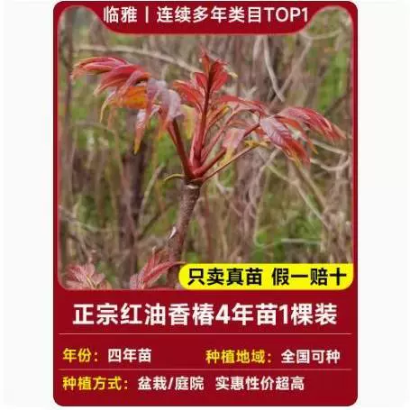Tuona (Toona sinensis) красно-листная саженец, съедобные ароматные весенние почки — саженцы 1–12 лет, 40–110 см
