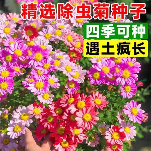 Deworming chrysanthemum seeds seeds mosquito repellent plants are sown all the year round all flowering grass seeds indoor and outdoor sun flower seeds